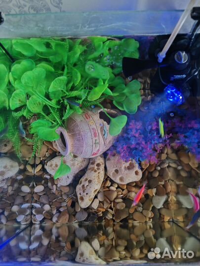 Аквариум aquael с рыбками