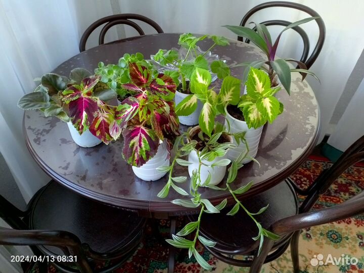 Комнатные растения