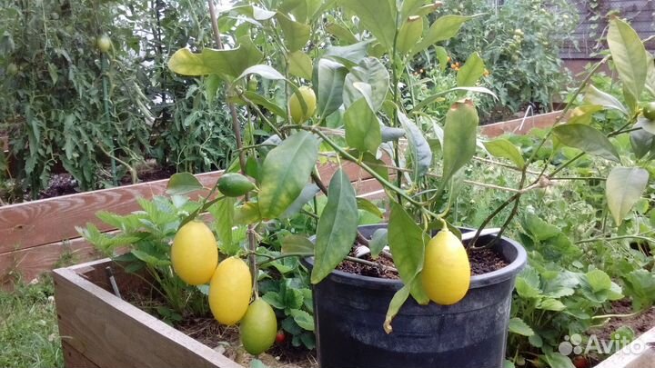 Лимонелла саженцы