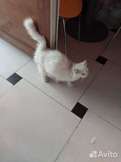 Турецкая ангора