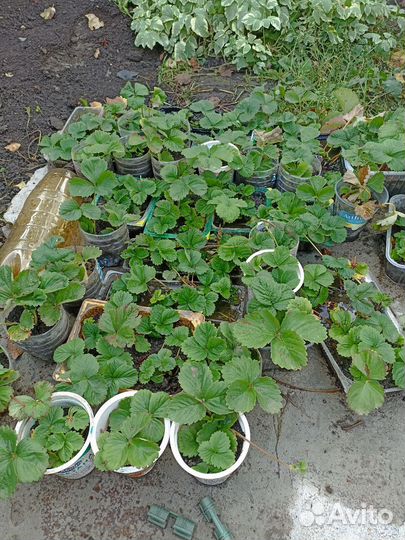 Рассада клубники