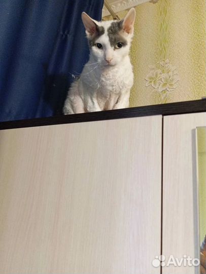Кот в добрые руки
