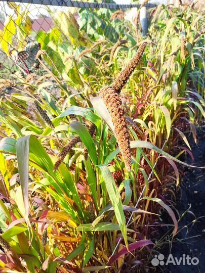 Чумиза,пайза,могар