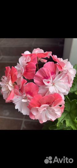 Пеларгония