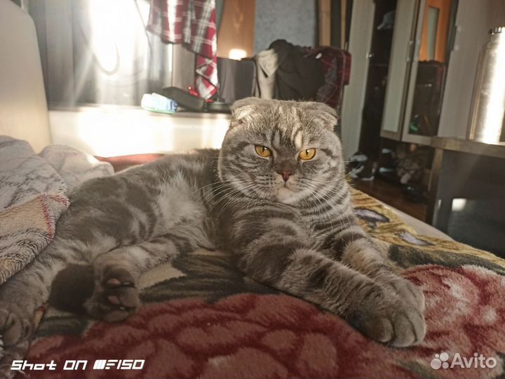 Шотландский вислоухий кот