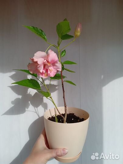 Гибискус Жасмин Клеродендрум