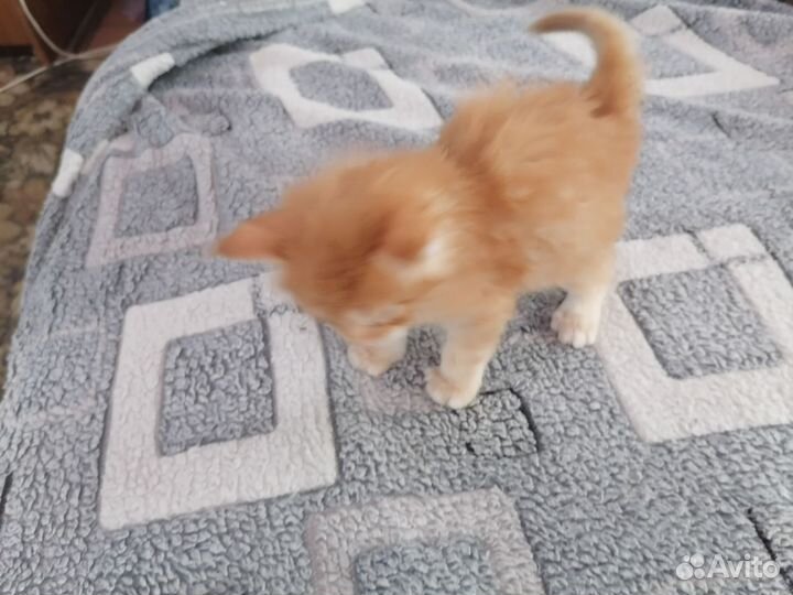 Котята мэйн кун