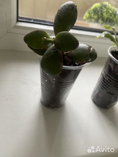 Декабрист и денежное дерево