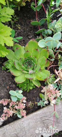 Каменная роза