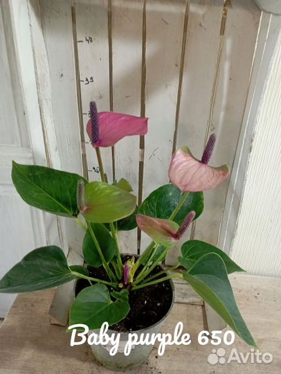 Комнатные цветы растение Антуриум Бэби пурпл