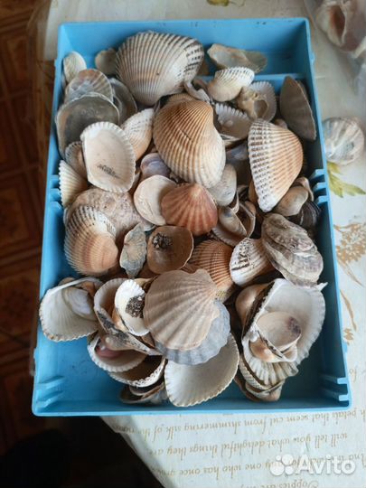 Ракушки кучей