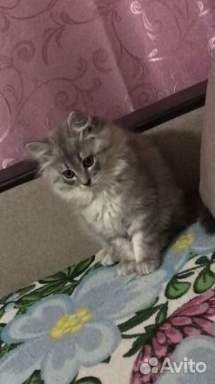 Котёнок бесплатно