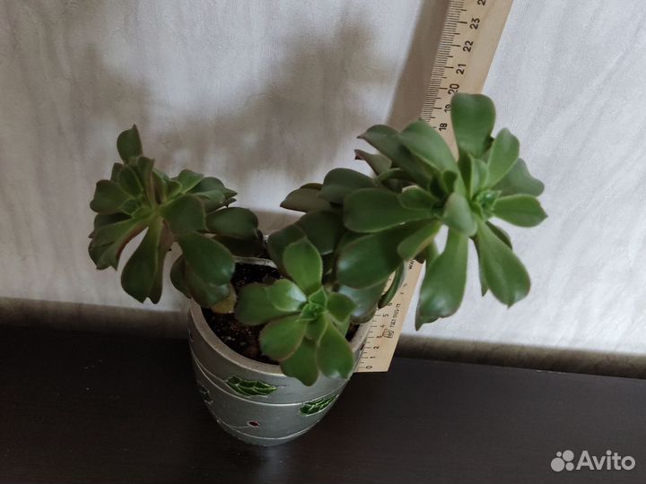 Хлорофитум