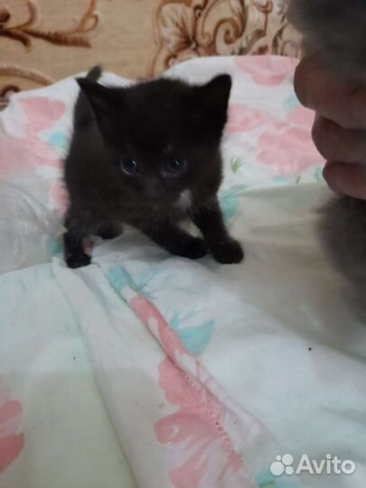 Отдам в добрые руки