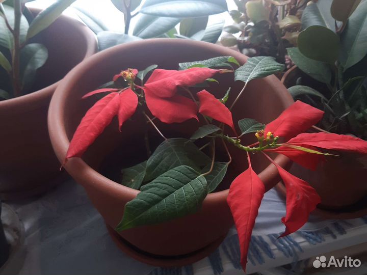 Каланхоэ, фикус, рождественка