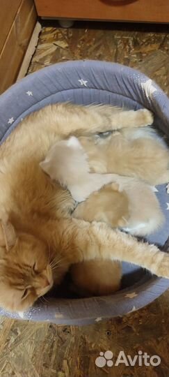 Котята в добрые руки 1 месяц