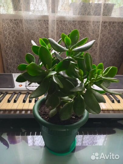 Красула толстянка- денежное дерево