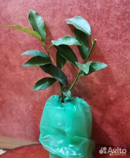 Мандарин Кумкват Лайм Лимон Лаймкват Цитрусовые