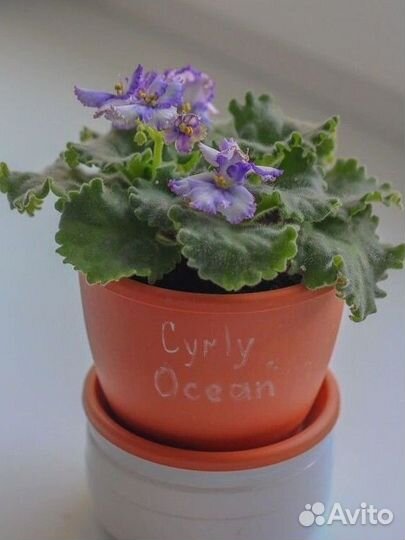 Фиалки в подарок