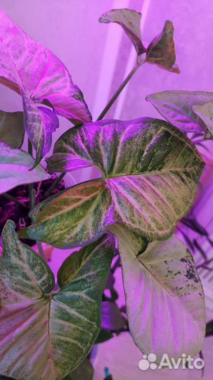 Триколор конффети