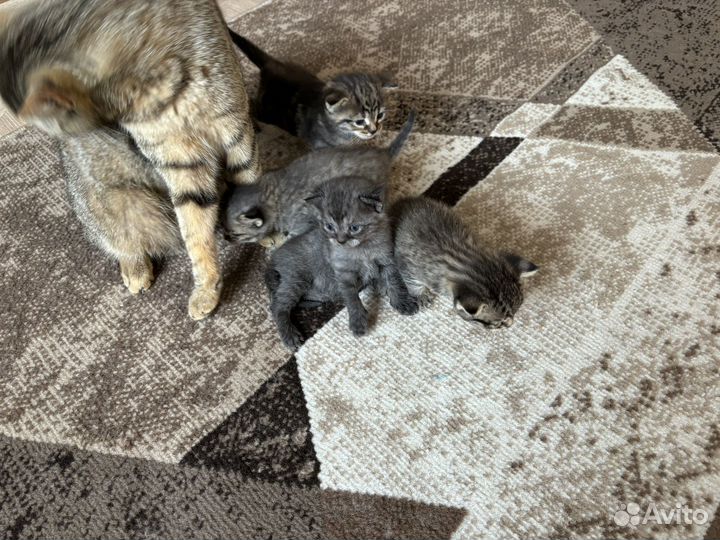 Котята в добрые руки