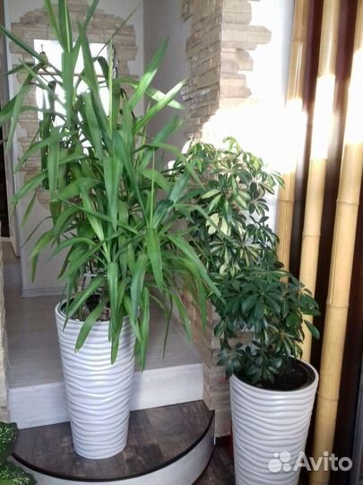 Юкка и шеффлера