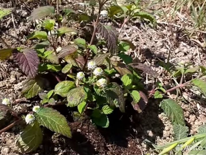 Растения чайные: липпия, ашваганда