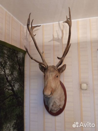Чучело головы оленя