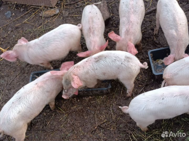 Поросята