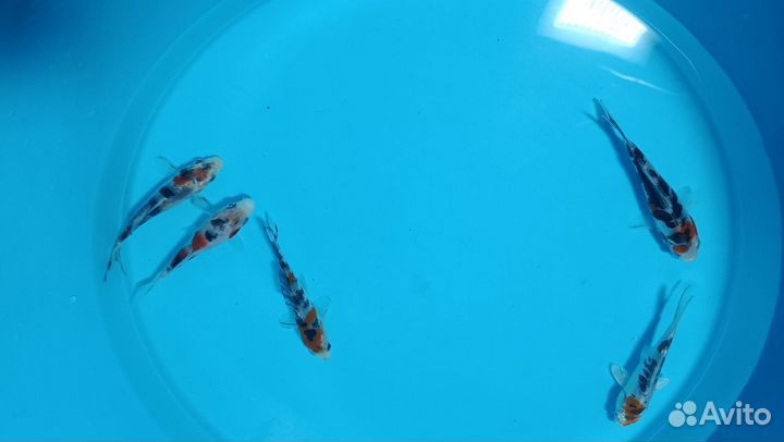 Карп Кои трехцветный Шова-Санке, 10-12 см