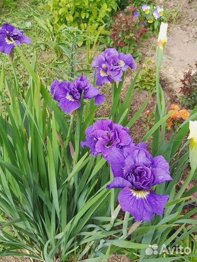 Ирисы