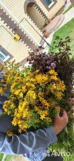 Травы зверобой душица