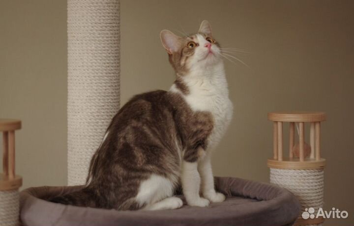 Отдается кошка