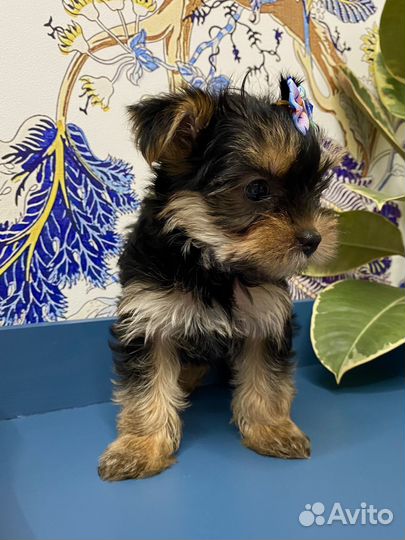 Йоркширский терьер