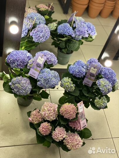 Гортензия микс меджикл