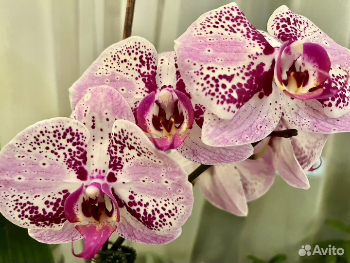 Орхидея фаленопсис Мадонна бабочка и др Фронтера