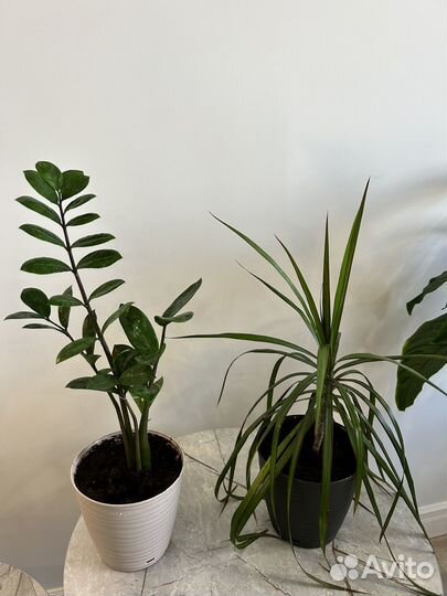 Фикус замиокулькас драцена