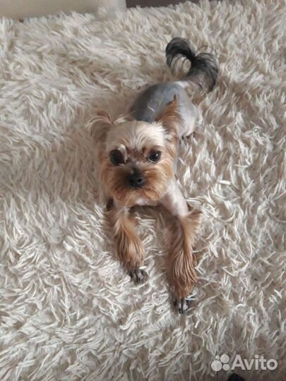 Йоркширский терьер вязка