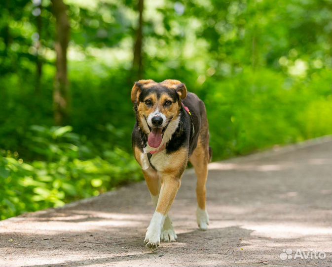 Собака ищет дом