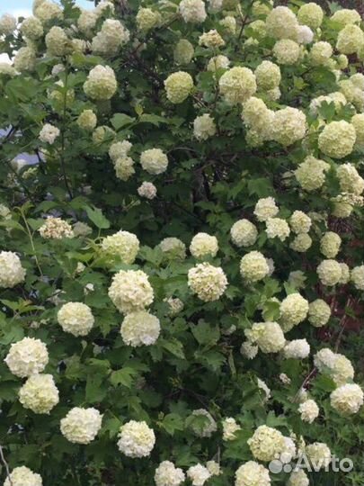 Калина бульденеж