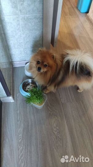 Передержка зооняня, передержка грызунов и птиц