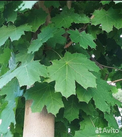 Клён европейский