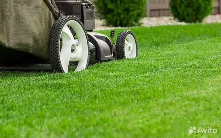 Рулонный газон с укладкой и доставкой