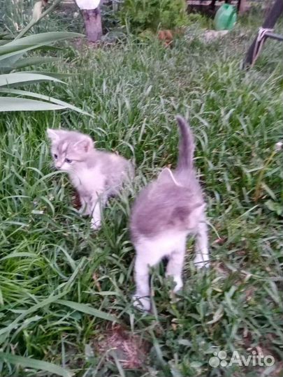 Трехцветные котята в добрые руки