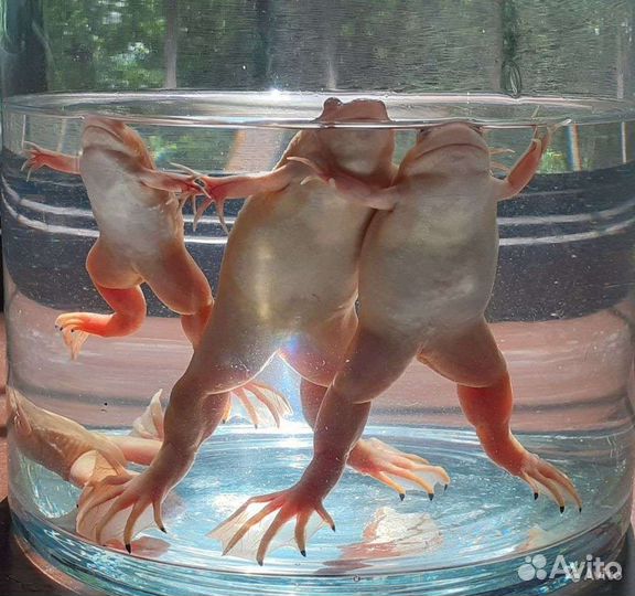 Шпорцевая лягушка