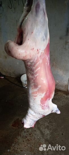 Свиней живым весом