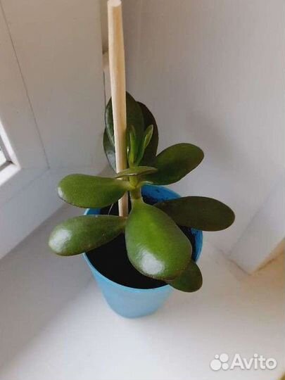 Толстянка денежное дерево в горшке