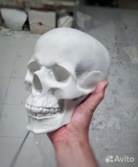 Череп гипс