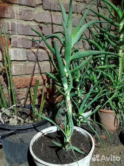 Алоэ, столетник, лечебный 3 - 10 лет (#Пишите #)