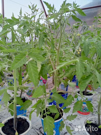 Рассада помидор, перца